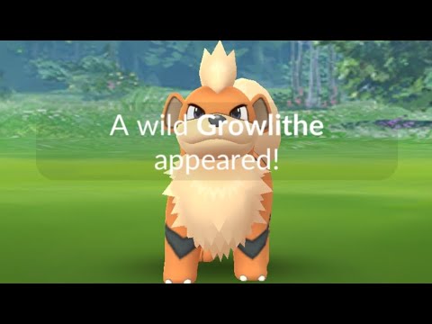 Growlithe Spotlight Hour Shiny Hunt Live Pokemon GO