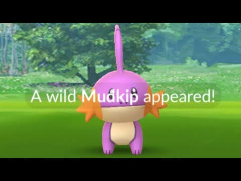 SHUNDO!! - Mudkip Community Day Classic - Pokemon GO (Live)