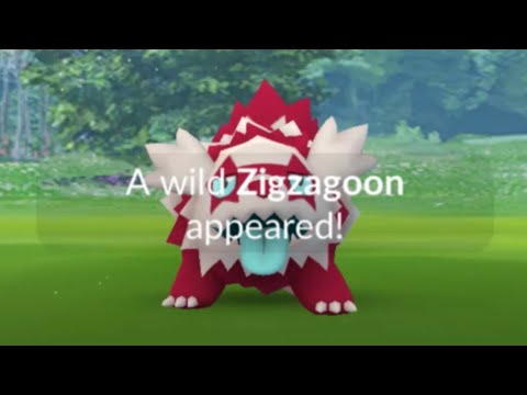Shiny Galarian Zigzagoon Community Day Live Pokemon GO