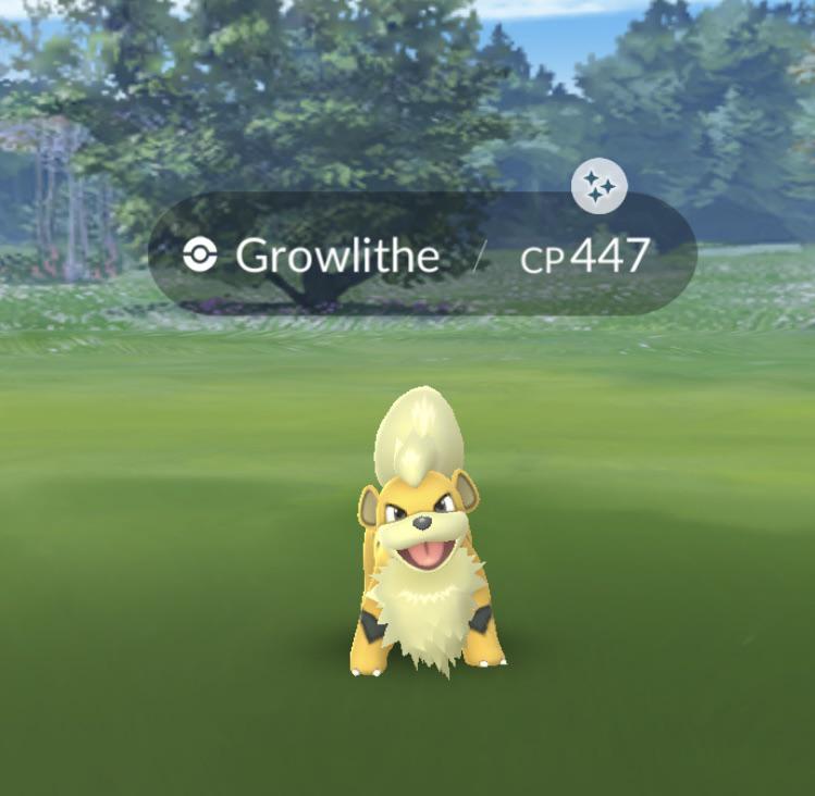 Finally got a shiny pupper of my very own! I will walk him and brush him and feed him and call him George.