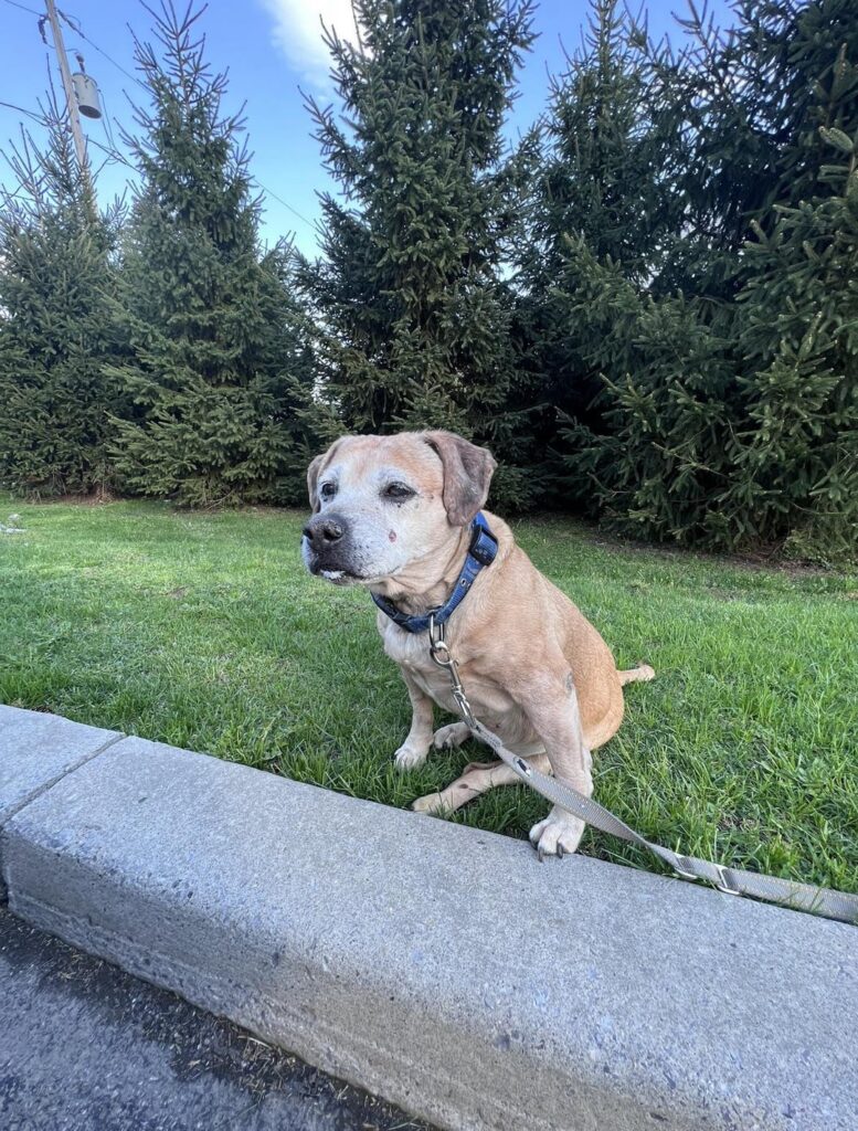 Lost my Dog today