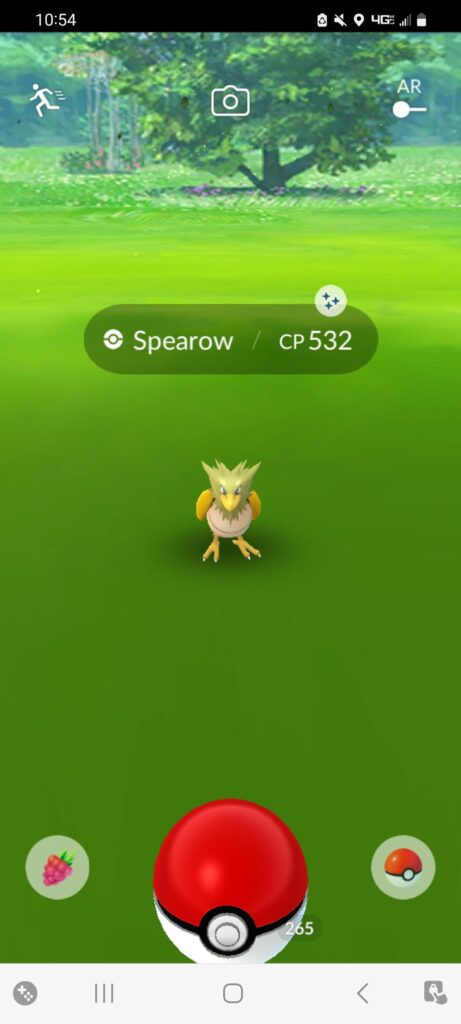 been looking for him after finding a bunch of shiny pidgeys!