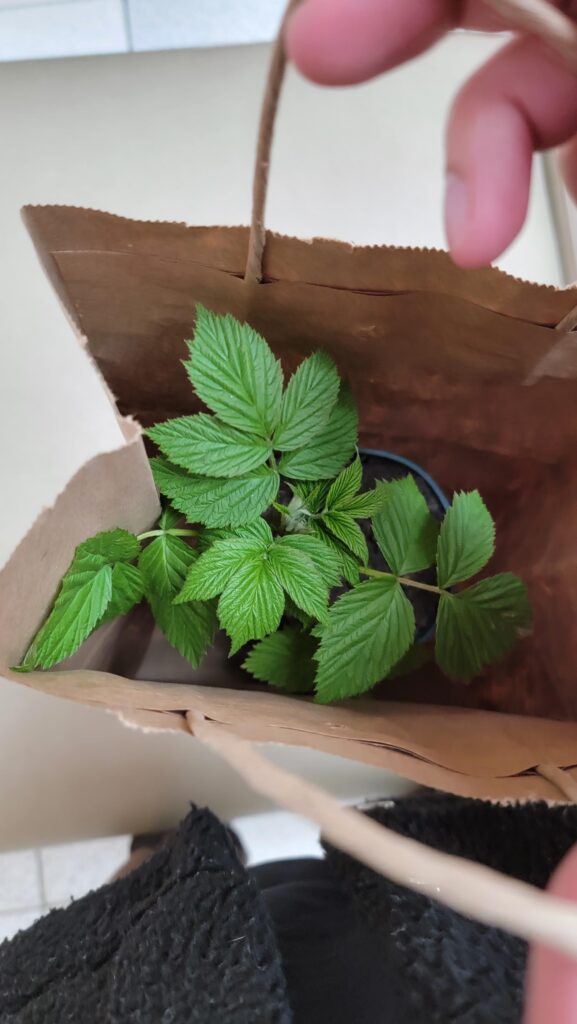 Went and bought me a razz berry plant. My mons gon eat gud.