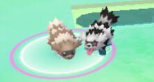 Zigzagoon with his goth gf