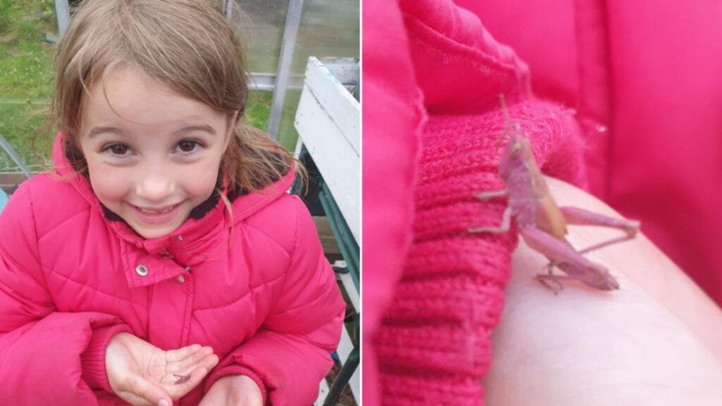 Someone found a real life shiny!! Anglesey girl finds ‘ultra-rare’ pink grasshopper in family’s allotment