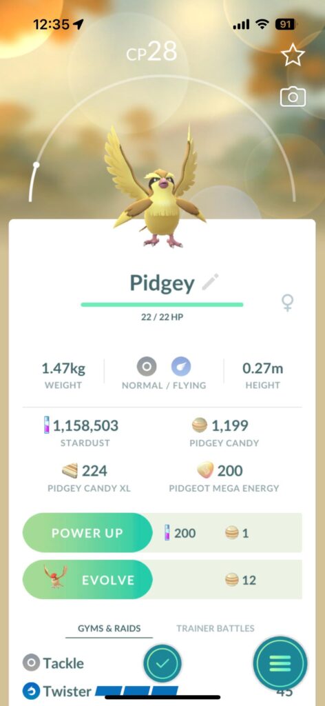 What kind of pidgey is this?