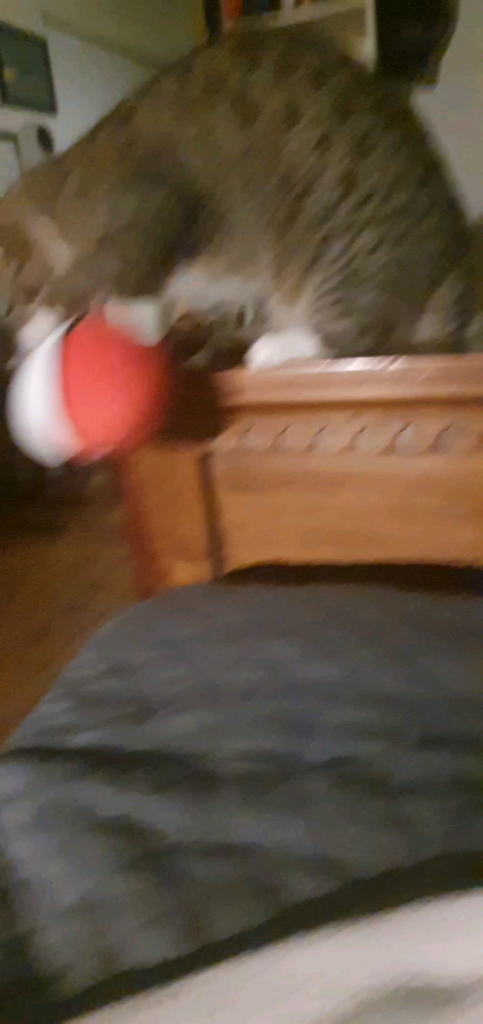 Cat vs Pokey ball