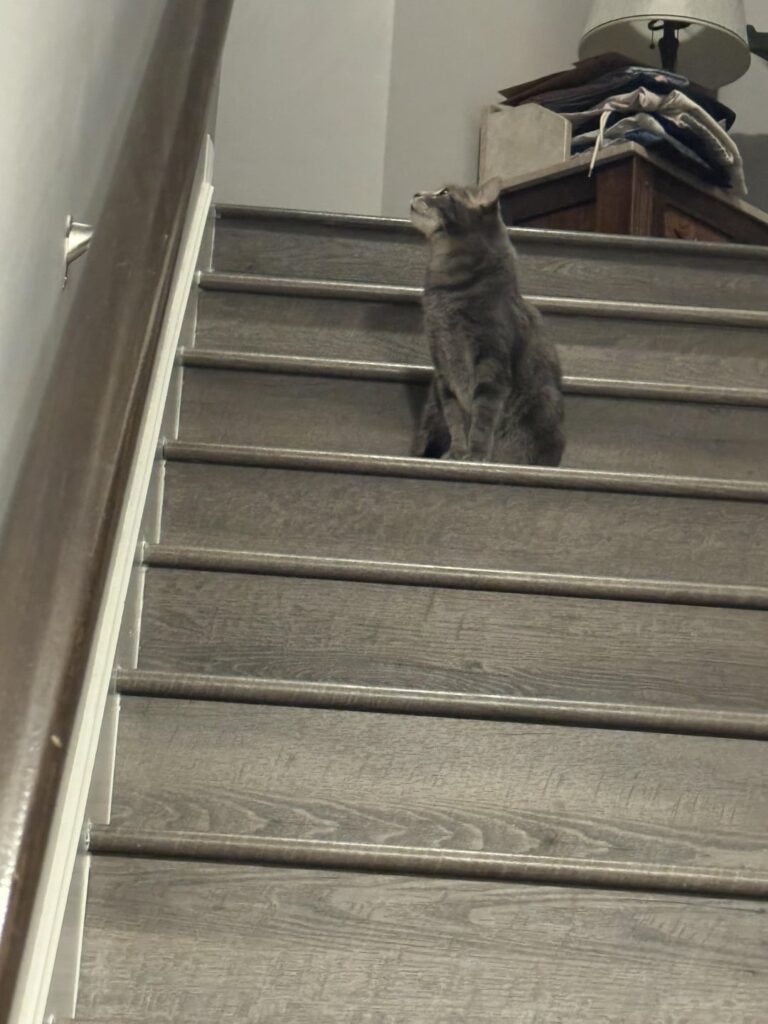 My cat is pretending to be Sunbreon