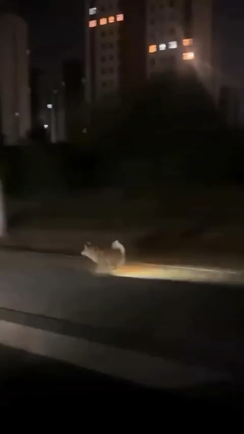 Jolteon in the wild