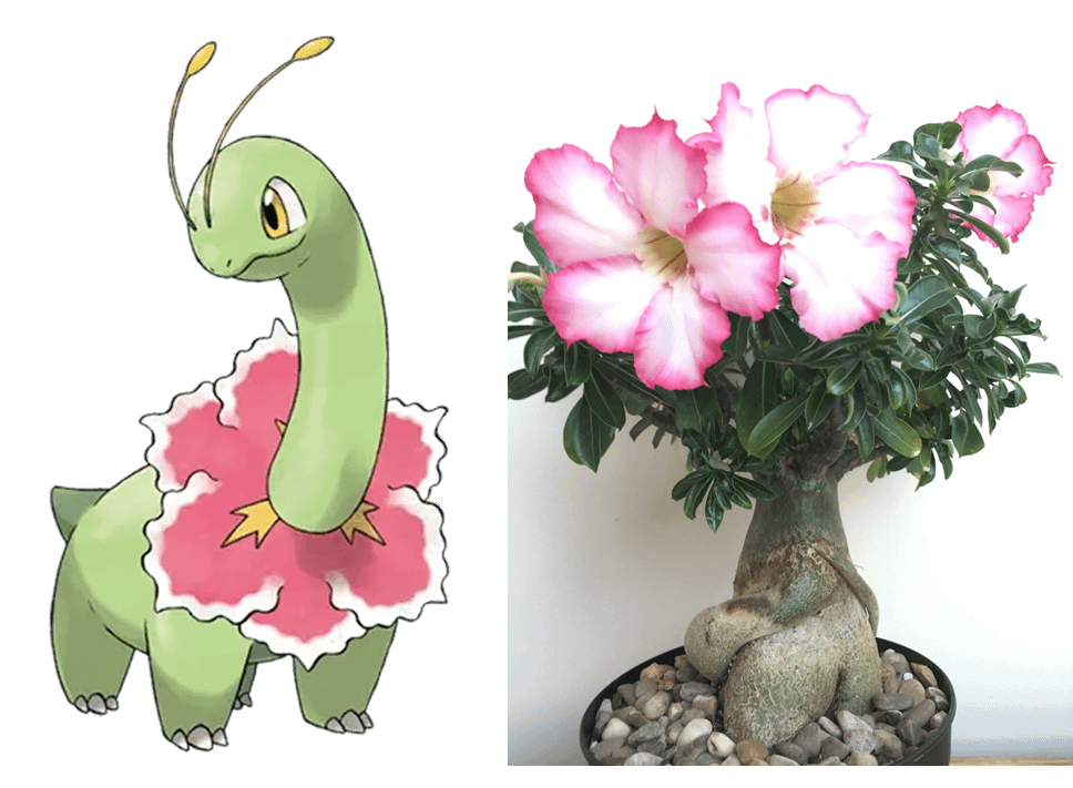 Has Anyone Considered That Meganium Is Inspired by Adenium Obesum (Desert Rose)?