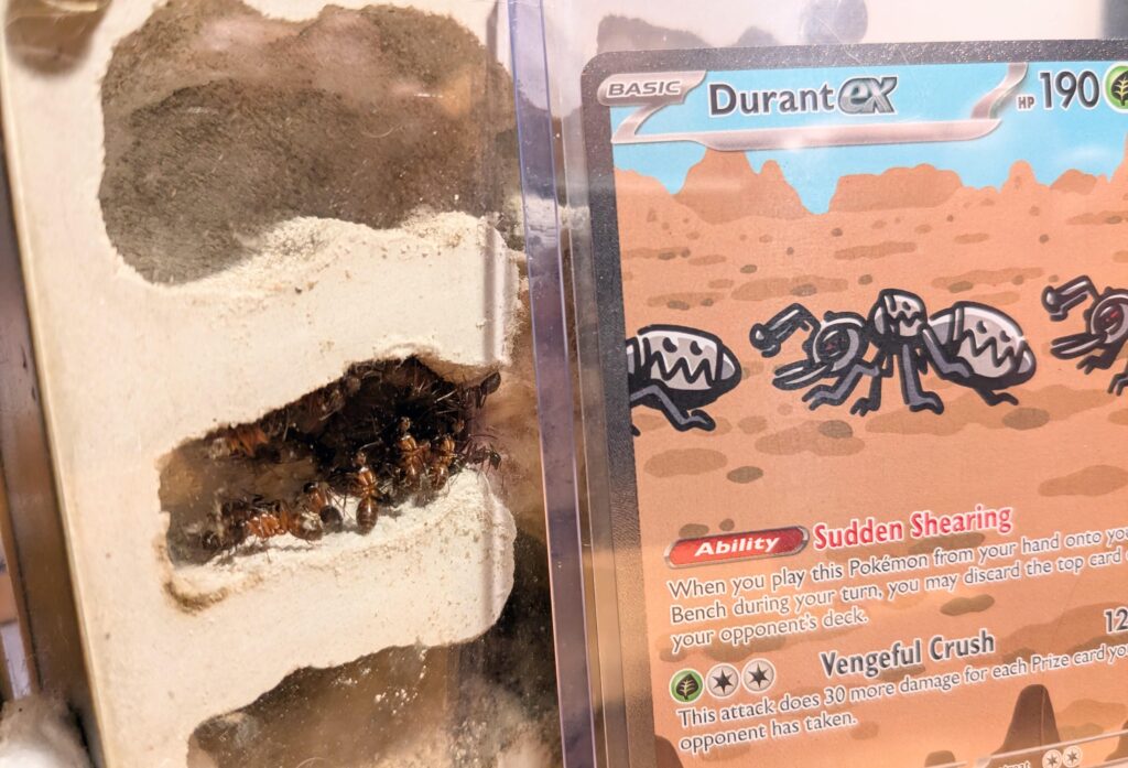 Screw that Pikachu and screw all the Eeveelutions, I GOT ANTS BABYYY