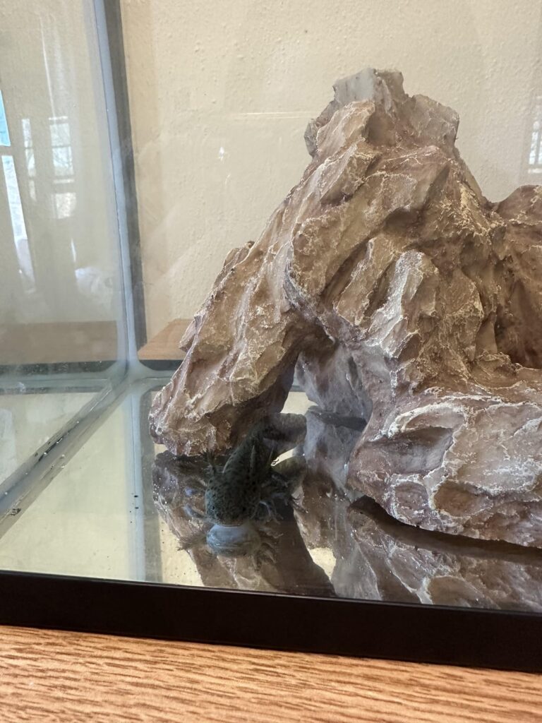 Meet Zekrom