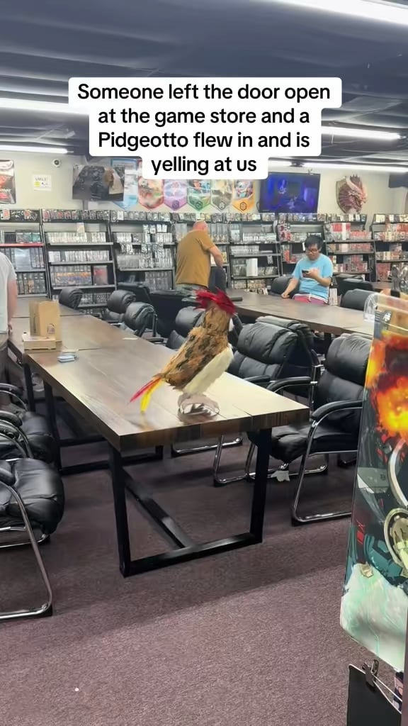Took my Animatronic Pidgeotto to the LGS