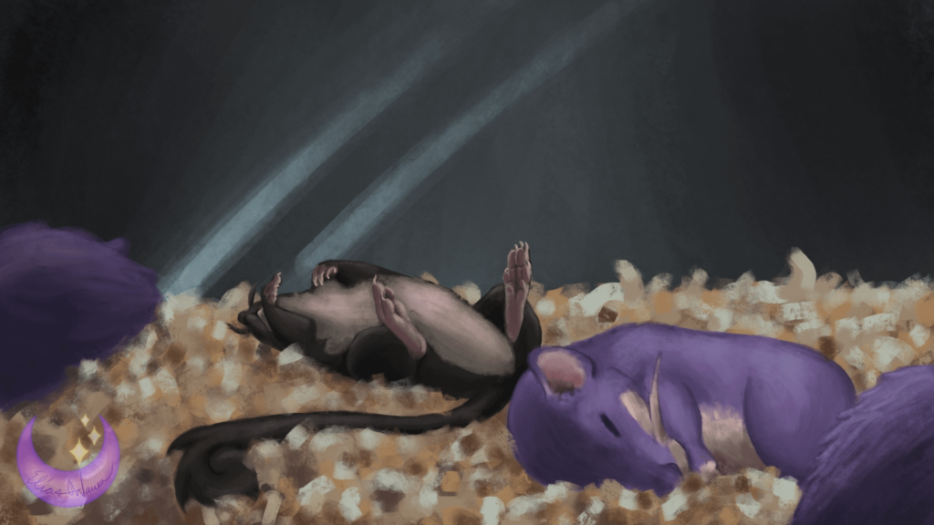 Rattata Naptime