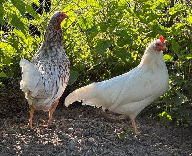 The creator of Cookie Clicker says the game is coming to Nintendo Switch "in like 8 days most likely. You didn't hear it from me"