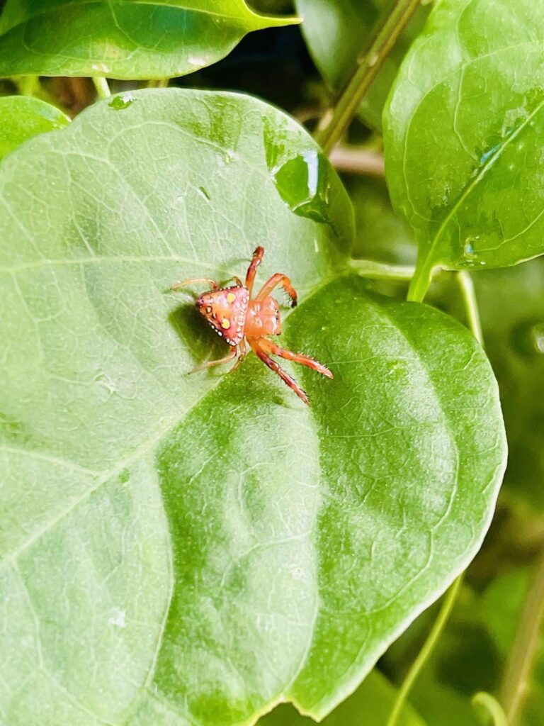 This spider is paras/parasect irl and nobody can tell me otherwise
