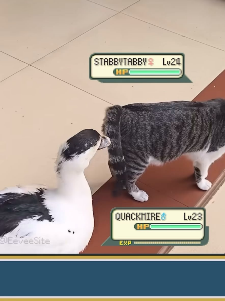 Stabbytabby VS Quackmire