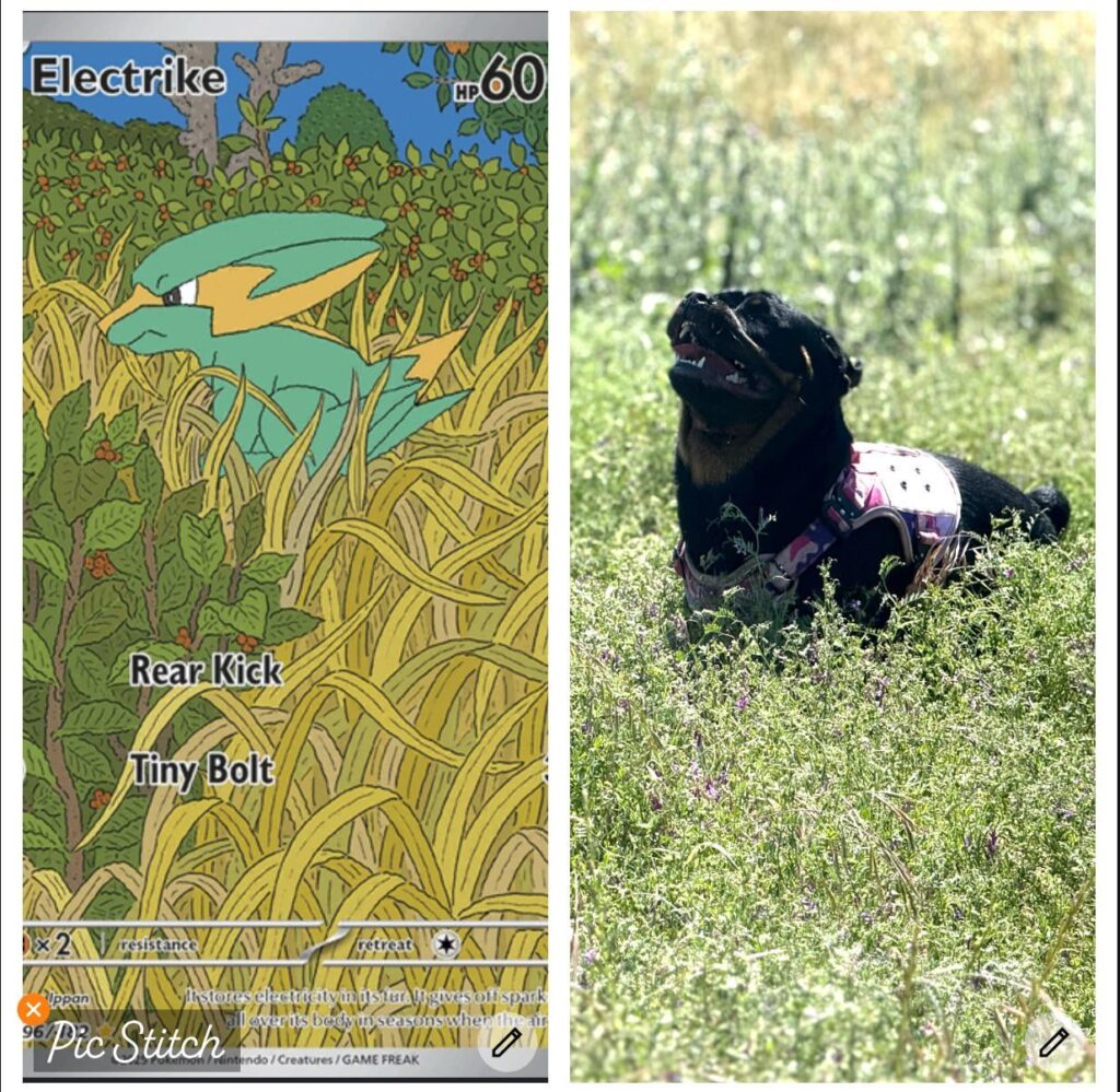 Found in the wild 😂😂 I see the resemblance