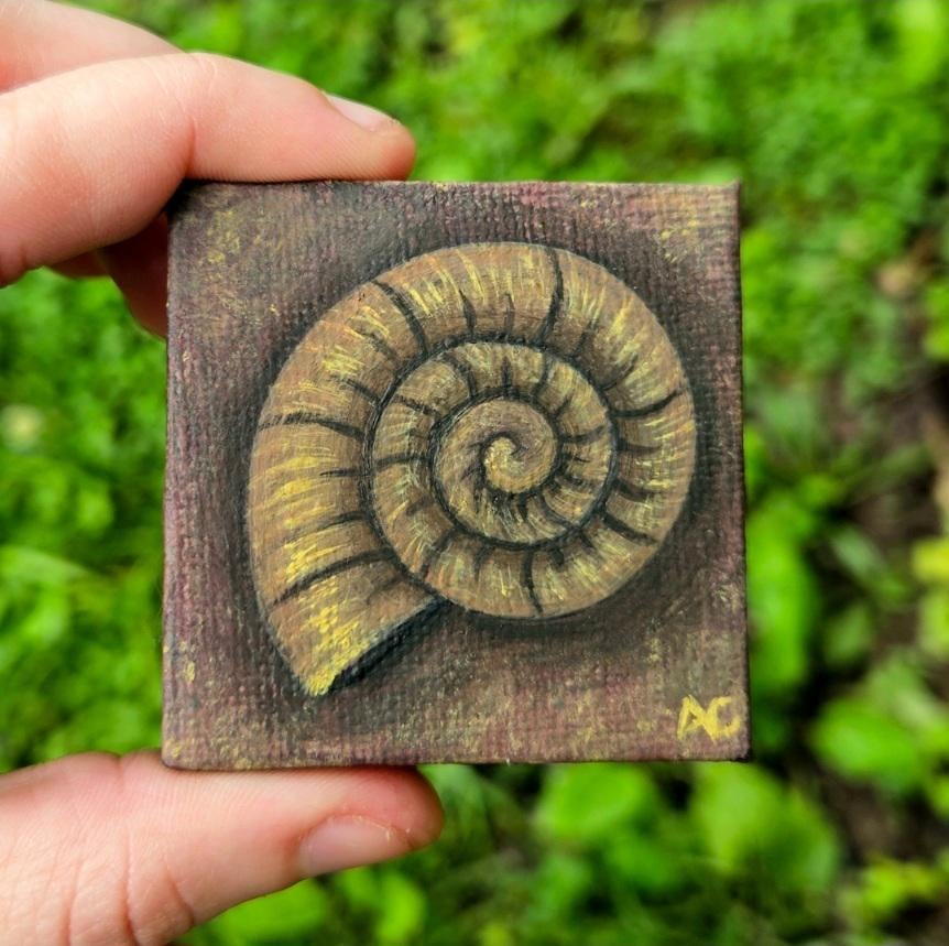 Tiny helix fossil [OC]
