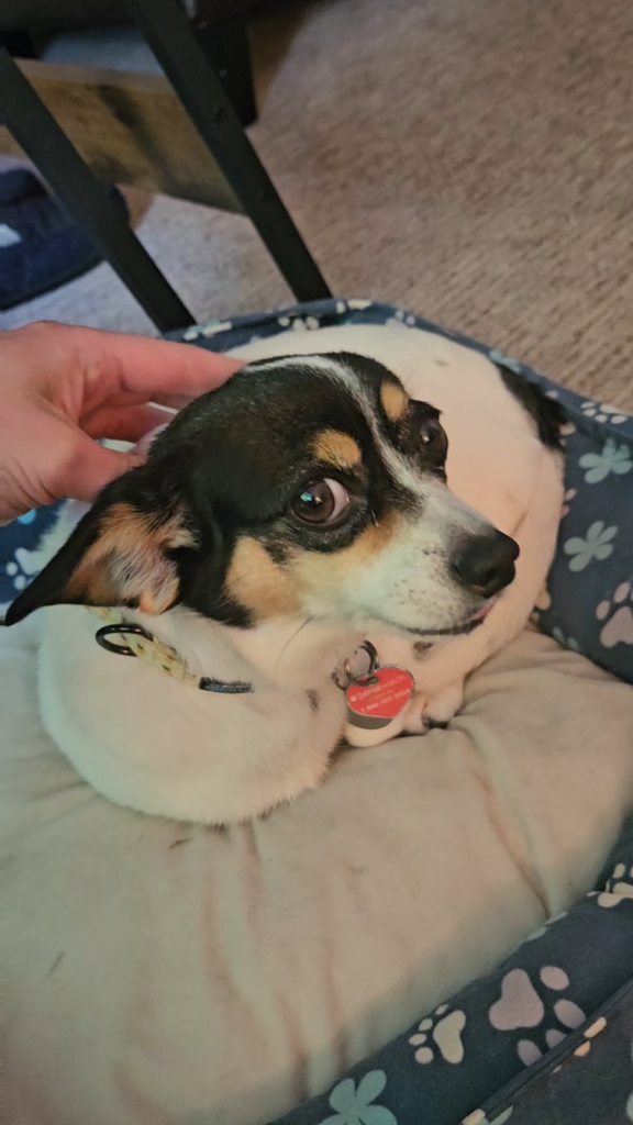 Mega Dragonite has my dog's ears!