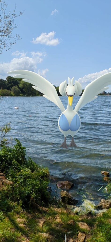 Swana amongst the swans