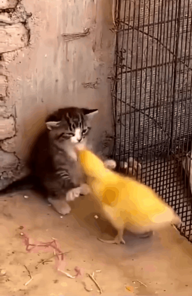 Meowth used scratch....Psyduck used peck