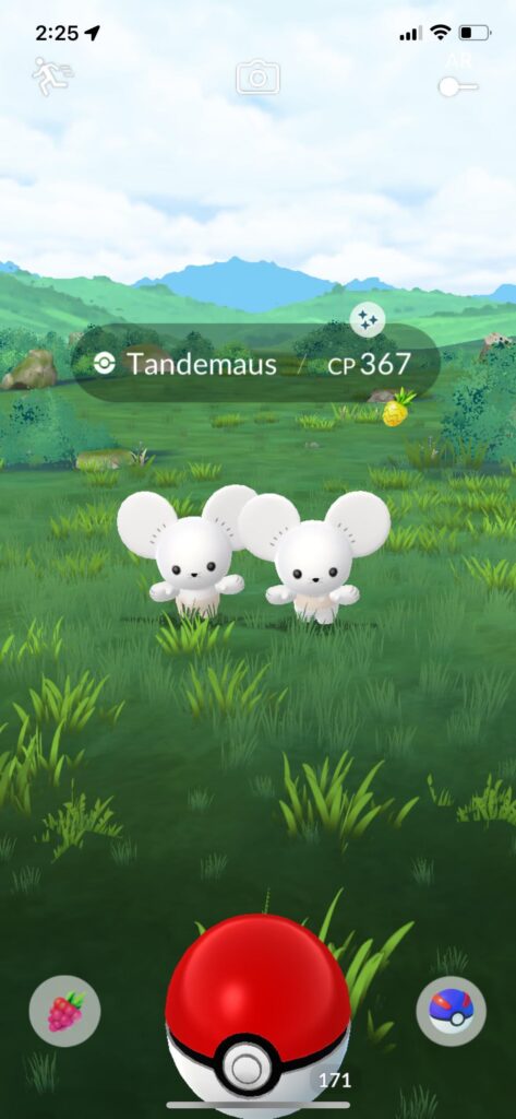 Shiny Tandemaus Confirmed from NZ (Barely)