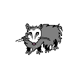 New Possum Pokemon First Draft Sketch