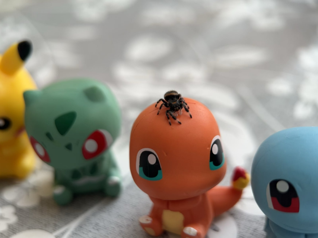 IRL Spinarak choosing her Gen I starter