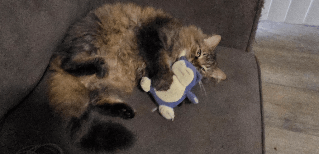 My cat Lupin's buddy Snorlax