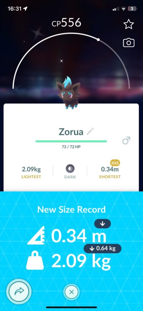 My fourth shiny zorua