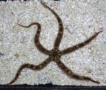 what if mega starmie was based on a brittle star? reference on first slide, 15 minute sketch up on second slide