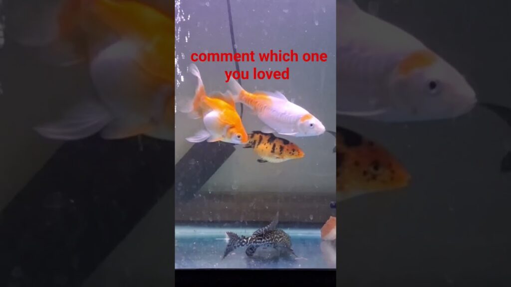 #fish #aquarium #animals