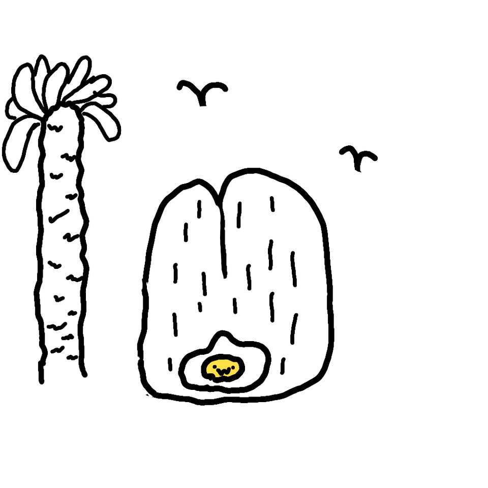 JUMPBEAN the mexican jumping bean