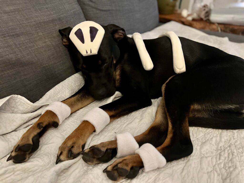 Baby Houndour