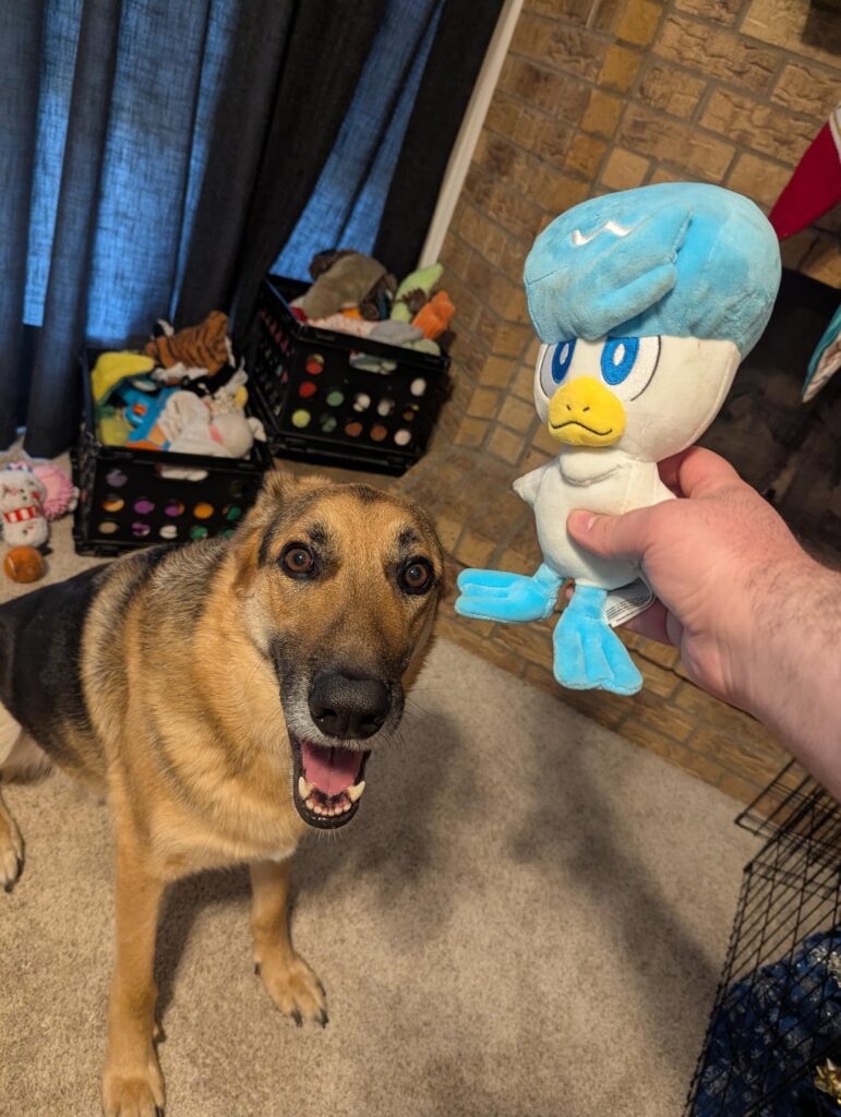 My dogs got to pick their Pokemon starters for Christmas again!