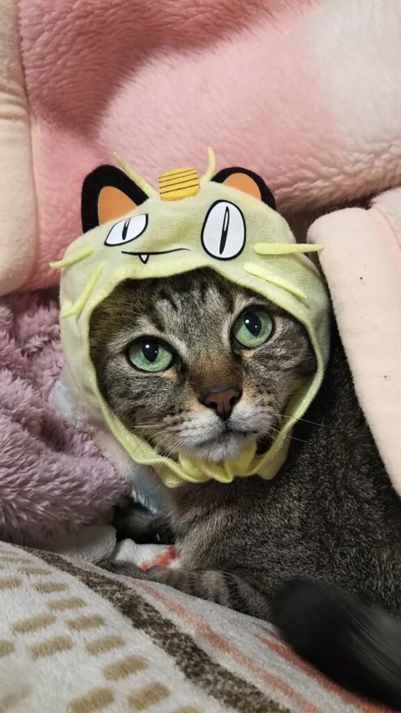 A wild Meowth appeared at home.