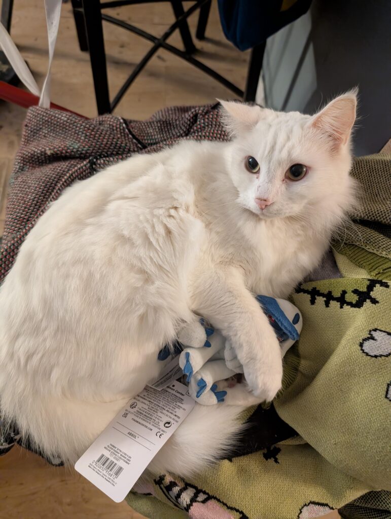 My cat Kurama cuddled an Absol plush