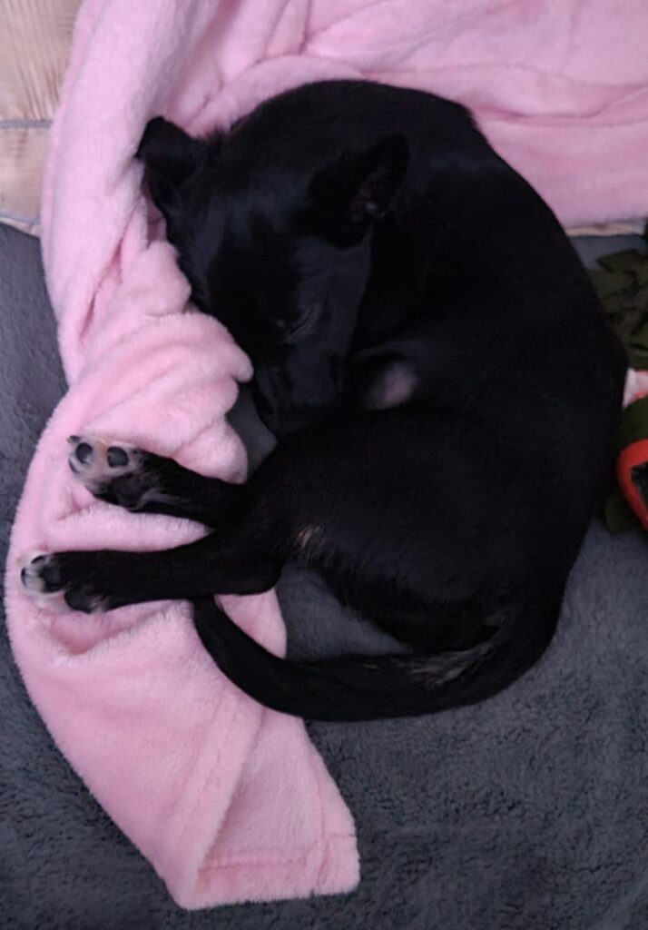 My sleepy pup reminded me of Mew