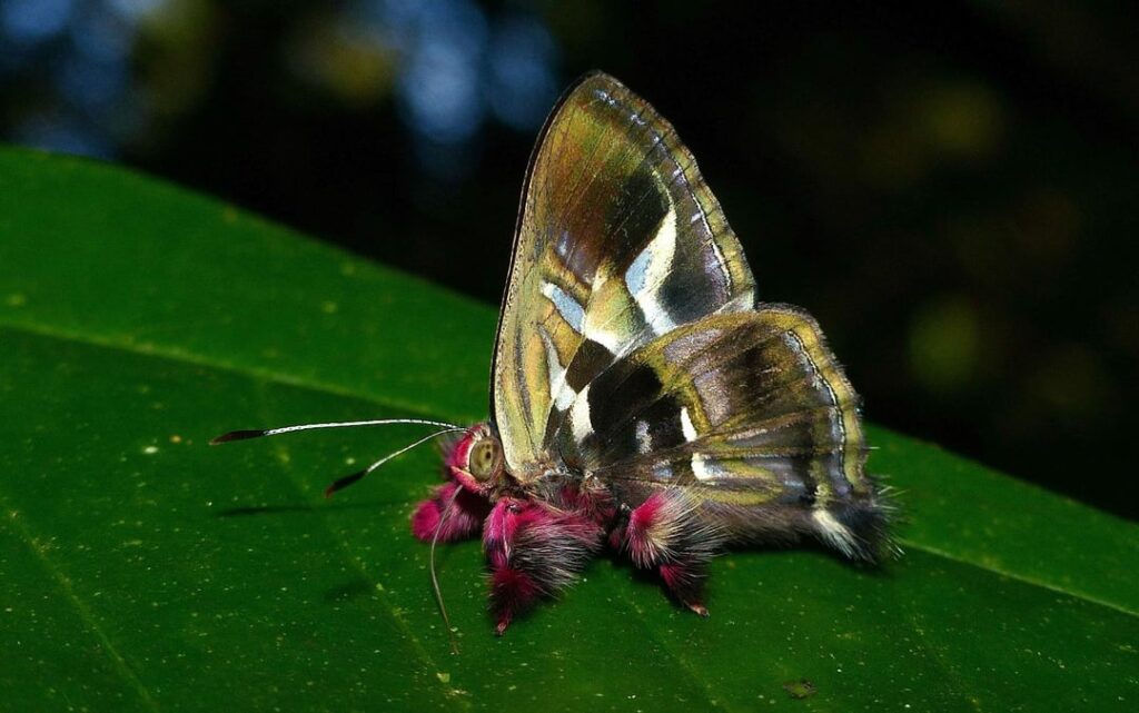 Slither Wing real world species counterpart? Renaldus Jewelmark butterfly