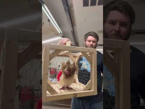 I built an animatronic Spearow