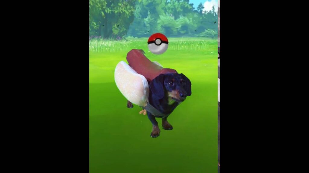 Catching a Wienersaur in Pokemon Go!