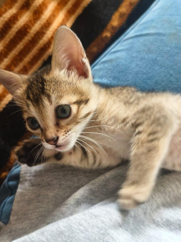 Should I catch this meowth in a safari ball?