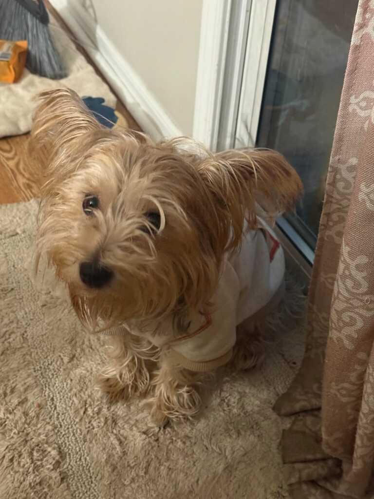 Pokemon Cosplay (Pet Edition)