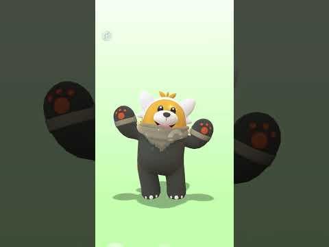 BB ribbon on Zorua spawns depends on current buddy status, not status at time of spawn