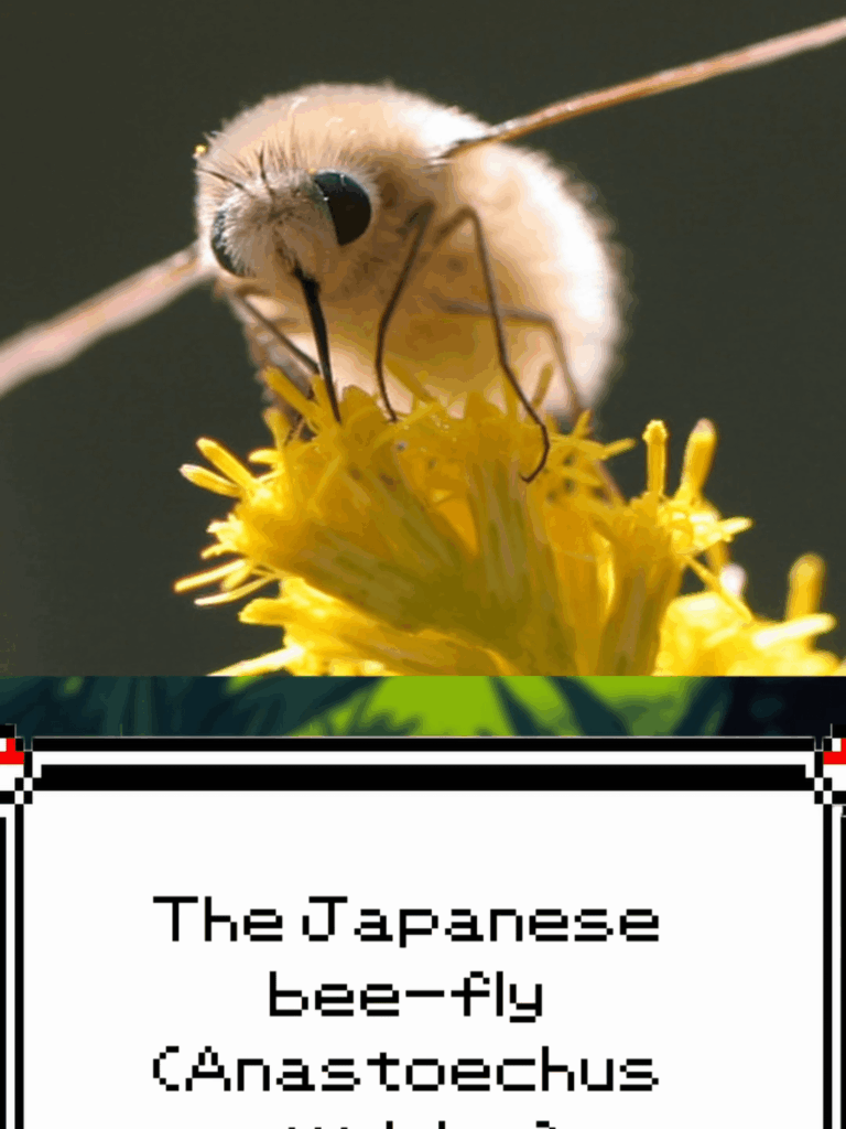 (OC) Meet the Japanese bee-fly, the real-world inspiration for Cutiefly!