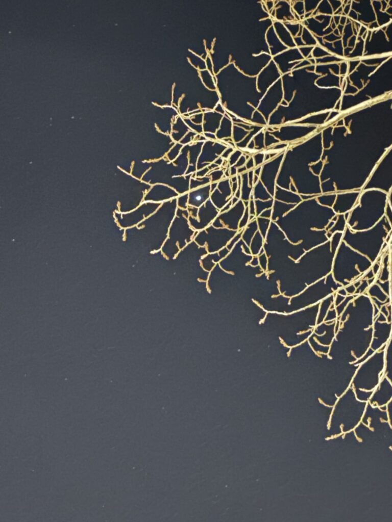 I tried to make a fakemon from this photo I took.