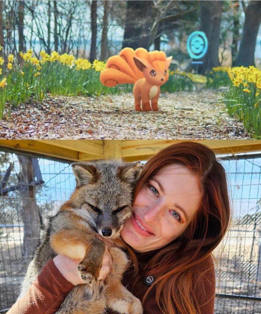 I’m dedicating this community day to Saveafox rescue.