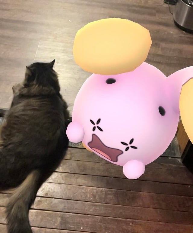 Getting him socialized