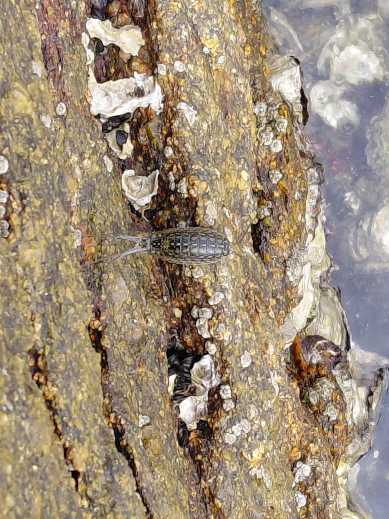 Casually found Whimpods and Krabby in my trip to Brazil